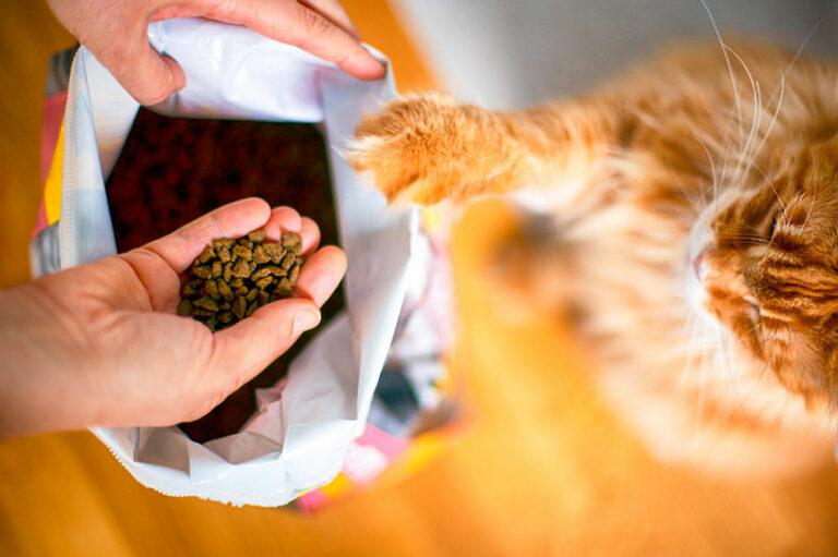 10 Black Friday 2023 Deals to Expect on Cat Foods